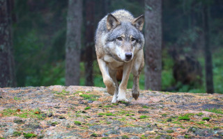 Wolf forest nature photography blurry - the background and grass free wallpaper