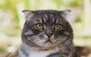 Black cat green eyes serious 6 - green eye free wallpaper for desktop