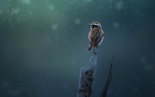 Bird post snow night digital - a digital painting free wallpaper for desktop