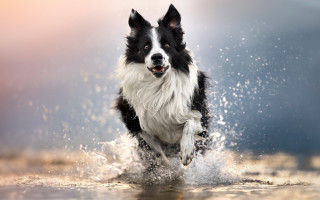 Dog running water blurry background - a blurry background and a blurry background behind free wallpaper