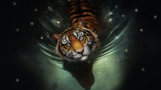Tiger water starry sky digital - sky behind free wallpaper