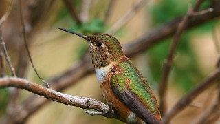 Hummingbird perched branch noleaves macro - a hummingbird free wallpaper