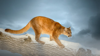 Cat rock snow cloud mountain - cloudy free wallpaper