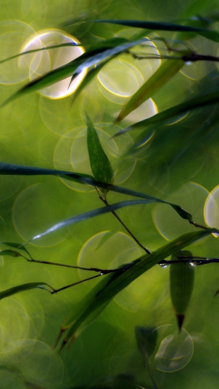 Blurry green plant leaves water - claire dalby free wallpaper for mobile