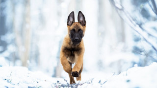 Dog running snowy forest trail - a snowy forest free wallpaper