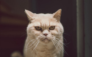 Sad cat serious look animal 2 - angry free wallpaper for desktop