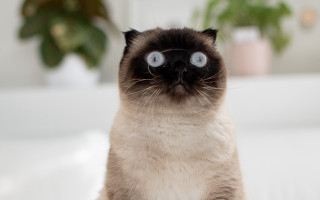 Cat blue eyes table plant - a plant in the background free wallpaper