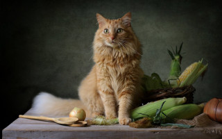 Cat basket corn apple still - renaissance free wallpaper