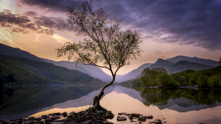 Lone tree lake mountains sunset 3 - a lone tree free wallpaper