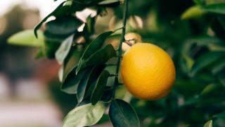 Tree orange leaves bokeh depthwater - a close up of a tree free wallpaper