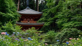 Pagoda forest flower path tilt - flower and trees free wallpaper