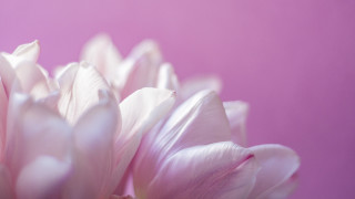 Pink flower closeup blurry macro - florianne becker free wallpaper for desktop