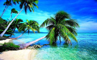 Tropical beach palm trees clear 3 - tropical free wallpaper