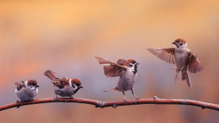 Birds branch group art photorealistic - a blurry background behind them free wallpaper
