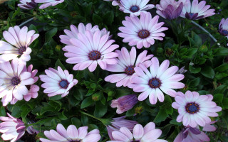 Pink flowers planter bunch together - betty merken free wallpaper