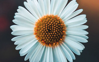 White flower yellow center macro 12 - a brown center free wallpaper