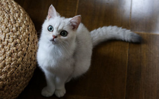 White cat blue eyes wooden 4 - a wooden floor next free wallpaper