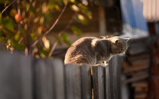 Cat fence tree building bokeh - a tree in the foreground free wallpaper