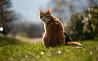 Cat grass bokeh nature outdoors 2 - a blurry background of trees and grass free wallpaper