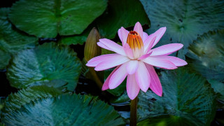 Pink flower pond lilies leaves - water lily free wallpaper