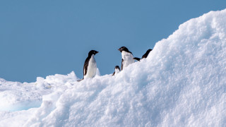 Penguins snowy hill minimalism award - three penguin free wallpaper