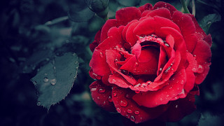 Red rose water droplets dark 5 - petal free wallpaper