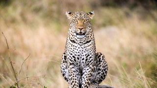 Leopard rock grass animals camouflage - a leopard free wallpaper