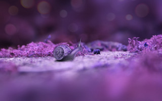 Purple scallop snail bokeh cherry - synchromism free wallpaper