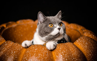 Cat pumpkin chair snow eyes - chair free wallpaper