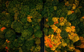 Autumn leaves road trees cars - a few car free wallpaper