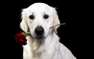 White dog red rose black - romantic free wallpaper