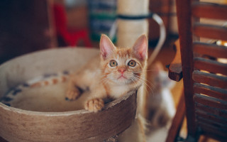 Kitten bowl table chair photorealistic - ascii art free wallpaper