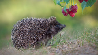 Hedgehog sniffing berry nature field - a hedgehog free wallpaper