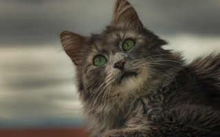 Cat green eyes looking up 5 - renaissance free wallpaper