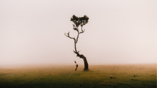Lone tree foggy field birds - elsa bleda free wallpaper