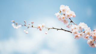 Branch white flowers blue sky - bloom free wallpaper