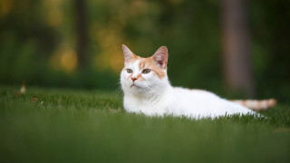 Cat grass serious shift focus - grass free wallpaper