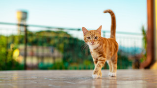 Cat fence bushes blurry background - floor next free wallpaper