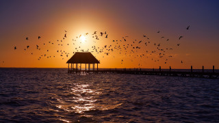 Birds sunset pier gazebo reflection - a flock of birds free wallpaper