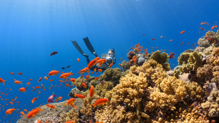 Scuba diver coral reef fish - a scuba diver free wallpaper