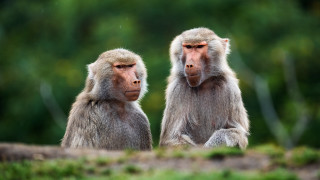 Monkeys grass trees blurry bokeh - a field of grass and trees free wallpaper