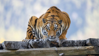 Tiger fence sky mountain wildlife - a tiger free wallpaper