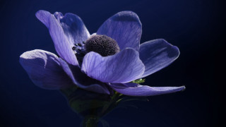 Purple flower dark background closeup - the image free wallpaper