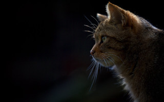 Black cat portrait sharp teeth - still free wallpaper