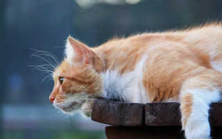 Cat bronze sculpture symmetrical shiba - a wooden table next free wallpaper