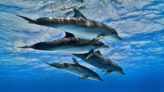 Dolphins ocean underwater sunlight fish - sunlight free wallpaper for desktop
