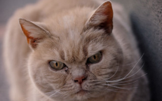 Sad cat couch serious neoplasticism - angry free wallpaper for desktop