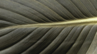 Large leaf yellow center macro - thin free wallpaper