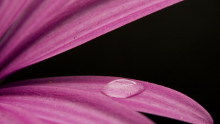 Purple flower water droplets moon - a drop of water free wallpaper