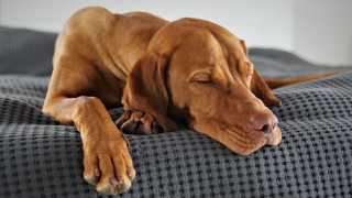 Dog couch closedeyes shiba inu - his head free wallpaper
